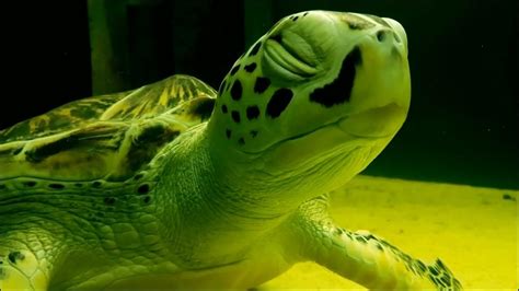 烏龜壽命 畫梅花